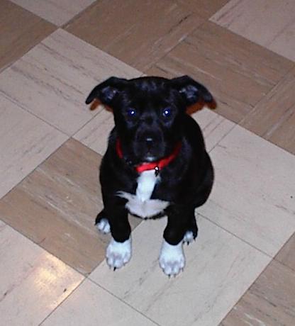 Cookie pup in the kitchen