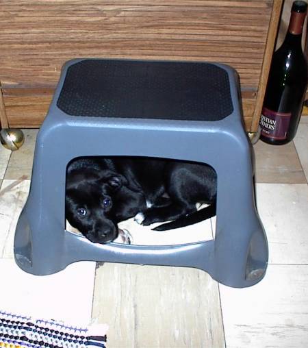 Puppy Prison